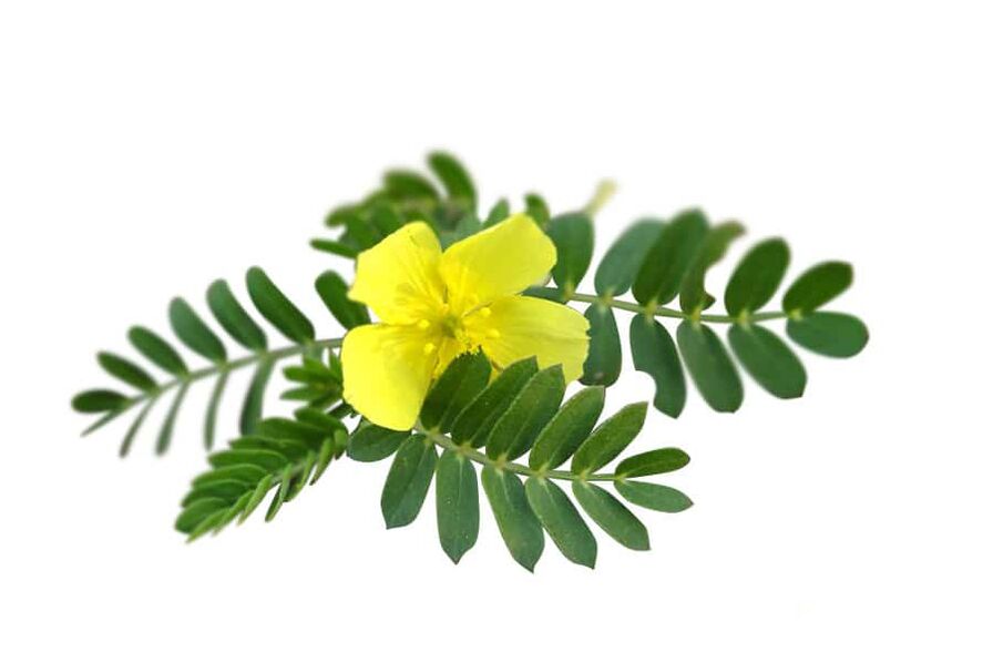 Tribulus terrestris като част от Glucoren